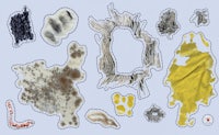 a collection of different types of fungus